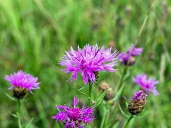 Chaber driakiewnik - zdjęcie 2