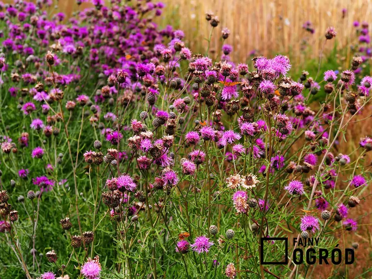 Chaber driakiewnik Chaber driakiewnik