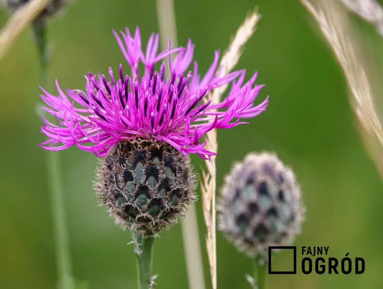 Chaber driakiewnik Chaber driakiewnik