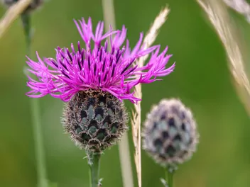 Chaber driakiewnik - zdjęcie 4