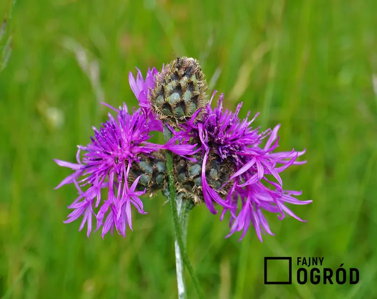 Chaber driakiewnik - zdjęcie 5 Chaber driakiewnik - zdjęcie 5