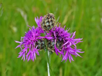 Chaber driakiewnik - zdjęcie 5