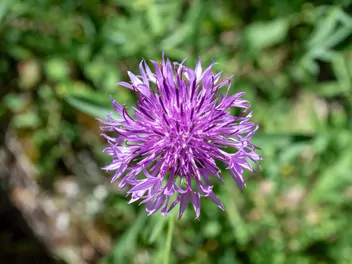 Zdjęcie ilustrujące chaber driakiewnik