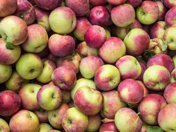 Jabłoń 'Lobo' - zdjęcie 2