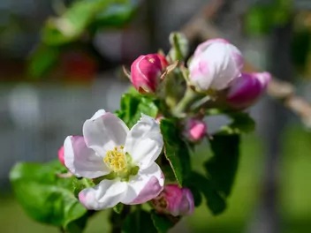 Jabłoń 'Lobo' - zdjęcie 3