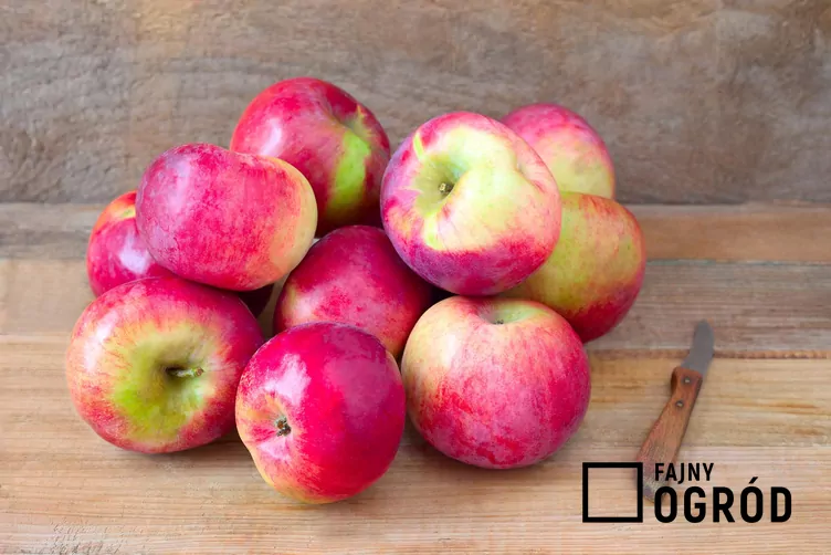 jablon-lobo-1 Jabłoń 'Lobo'