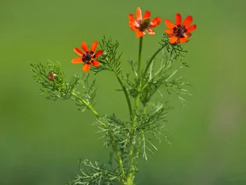 Ilustracja rośliny miłek letni