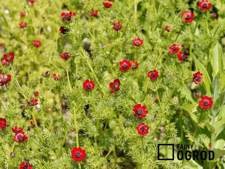 Miłek letni Miłek letni