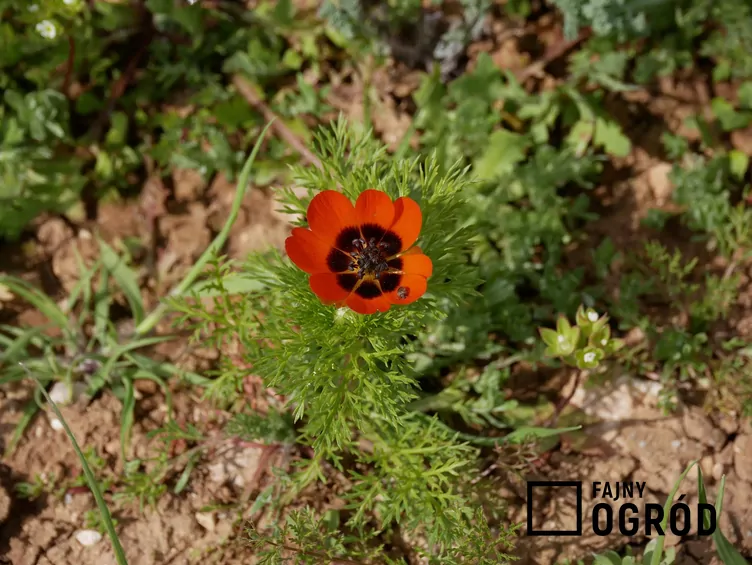 Miłek letni Miłek letni