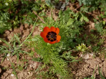 Miłek letni - zdjęcie 3