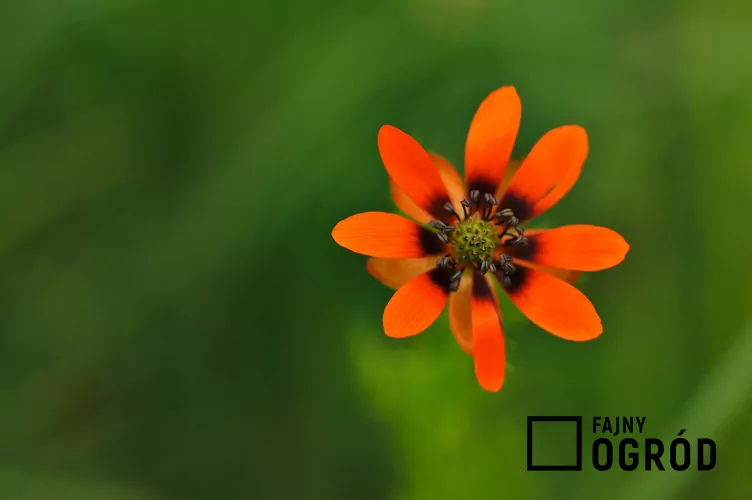 Miłek letni Miłek letni