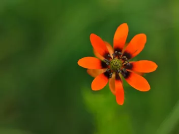 Miłek letni - zdjęcie 4