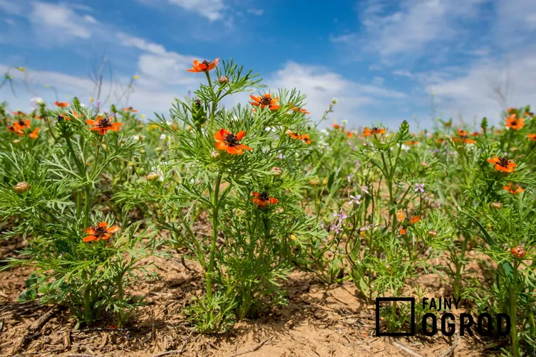 Miłek letni - zdjęcie 5 Miłek letni - zdjęcie 5