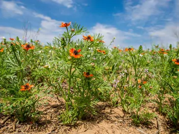 Miłek letni - zdjęcie 5