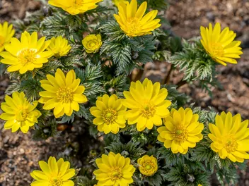 Ilustracja rośliny miłek amurski