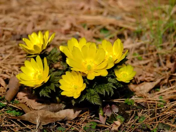 Miłek amurski - zdjęcie 2