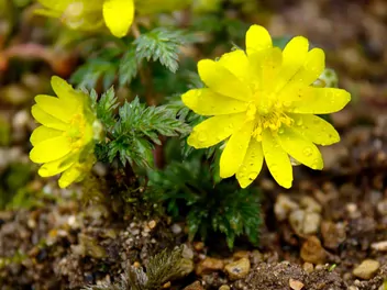 Miłek amurski - zdjęcie 4