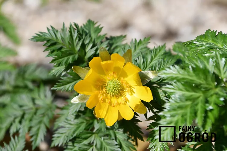 Miłek amurski - zdjęcie 5