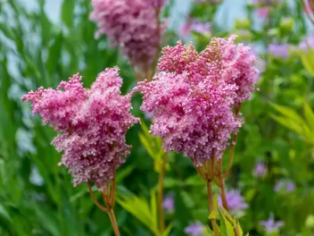 Ilustracja rośliny wiązówka czerwona