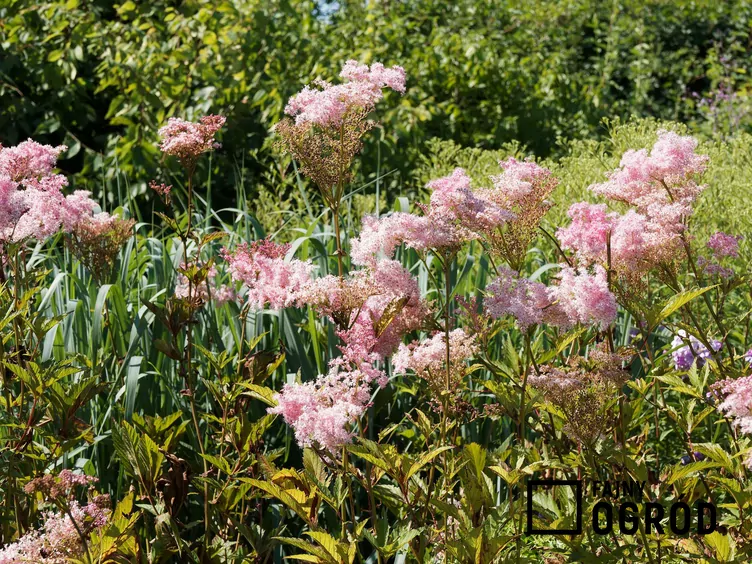 Wiązówka amerykańska Wiązówka amerykańska