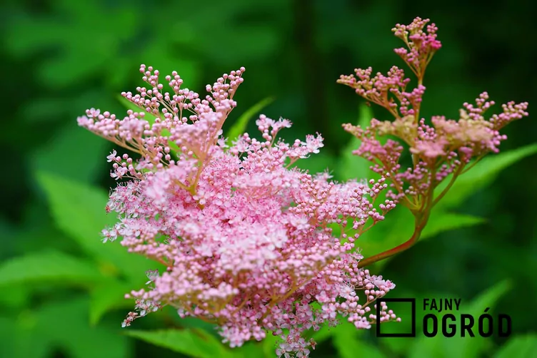 Królowa prerii Królowa prerii