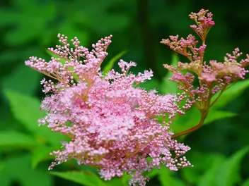 Wiązówka czerwona - zdjęcie 3