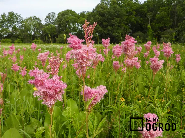 Wiązówka czerwona Wiązówka czerwona
