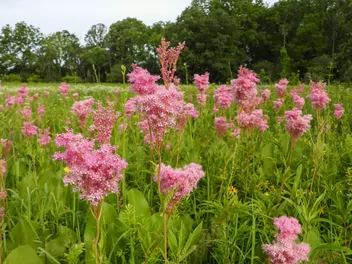 Wiązówka czerwona - zdjęcie 4