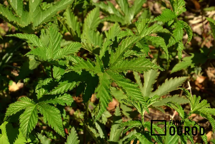 Wiązówka czerwona - zdjęcie 5 Wiązówka czerwona - zdjęcie 5