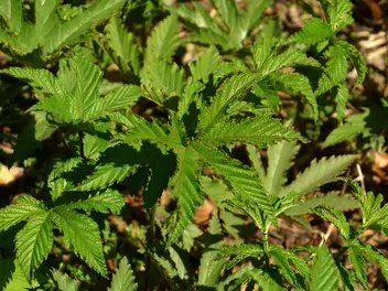 Wiązówka czerwona - zdjęcie 5