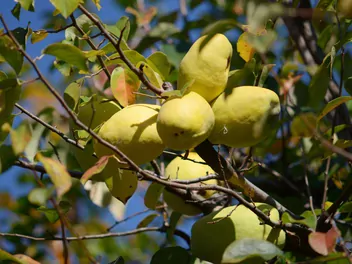 Ilustracja rośliny pigwowiec chiński
