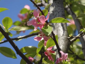 Pigwowiec chiński - zdjęcie 2