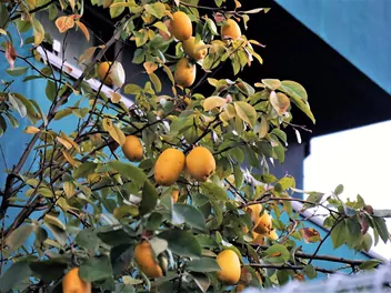 Pigwowiec chiński - zdjęcie 3