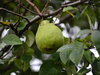 Pigwowiec chiński - zdjęcie 4