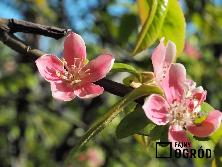 Pigwowiec chiński - zdjęcie 5