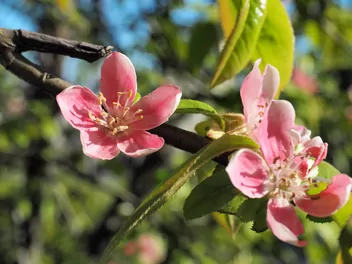 Pigwowiec chiński - zdjęcie 5