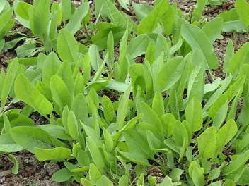 Ilustracja rośliny wrotycz balsamiczny