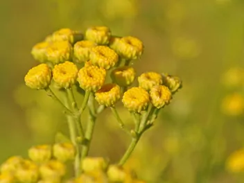 Wrotycz balsamiczny - zdjęcie 3