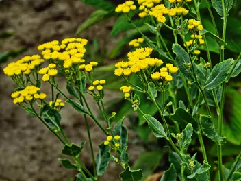 Wrotycz balsamiczny - zdjęcie 4