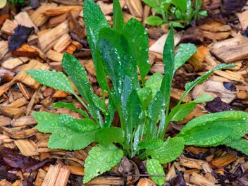 Wrotycz balsamiczny - zdjęcie 5