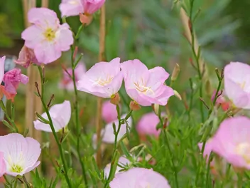 Zdjęcie ilustrujące wiesiołek okazały