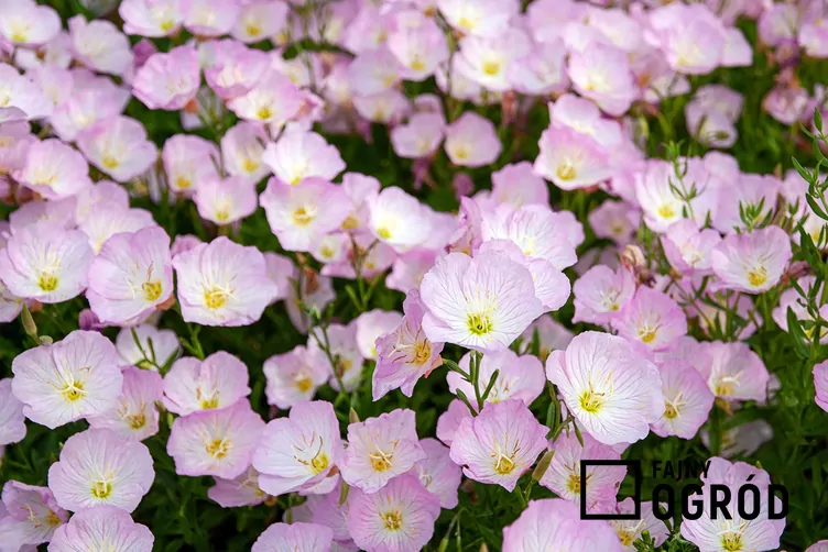 Wiesiołek różowy Wiesiołek różowy