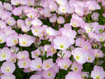 Wiesiołek okazały - zdjęcie 2