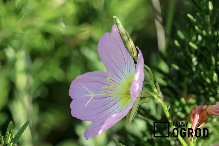 Wiesiołek powabny Wiesiołek powabny