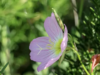 Wiesiołek okazały - zdjęcie 3