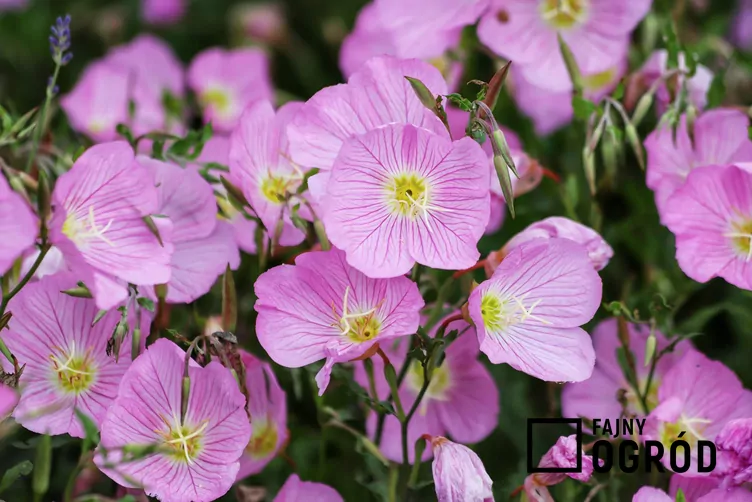 Wiesiołek meksykański Wiesiołek meksykański