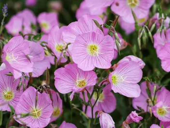 Wiesiołek okazały - zdjęcie 4