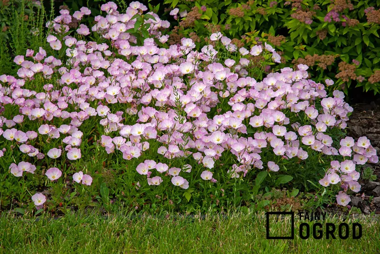 Wiesiołek okazały - zdjęcie 5 Wiesiołek okazały - zdjęcie 5