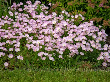 Wiesiołek okazały - zdjęcie 5