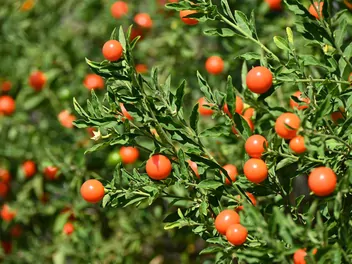 Psianka koralowa - zdjęcie 2